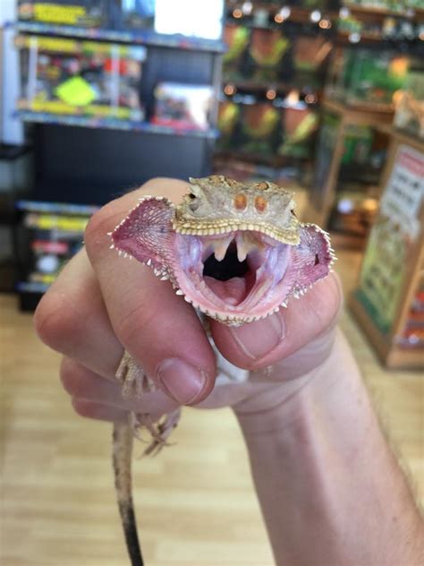 Reptiles For Sale .